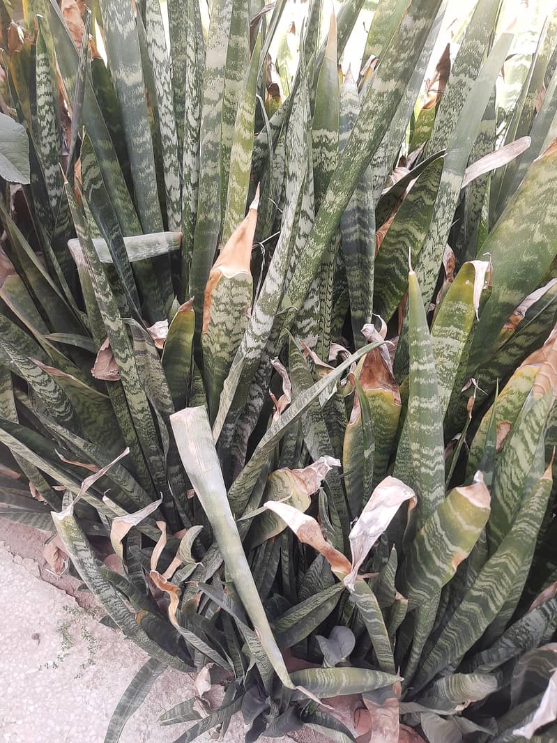 Snake plant 0
