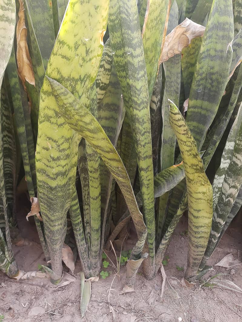 Snake plant 1