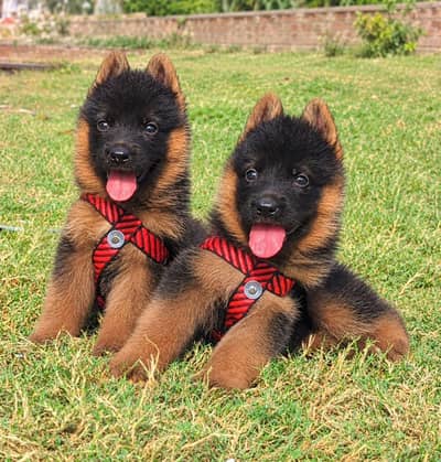 German shepherd long