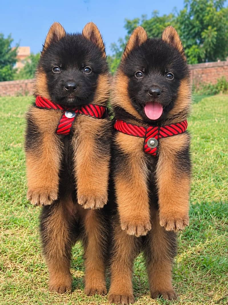 German shepherd long 1