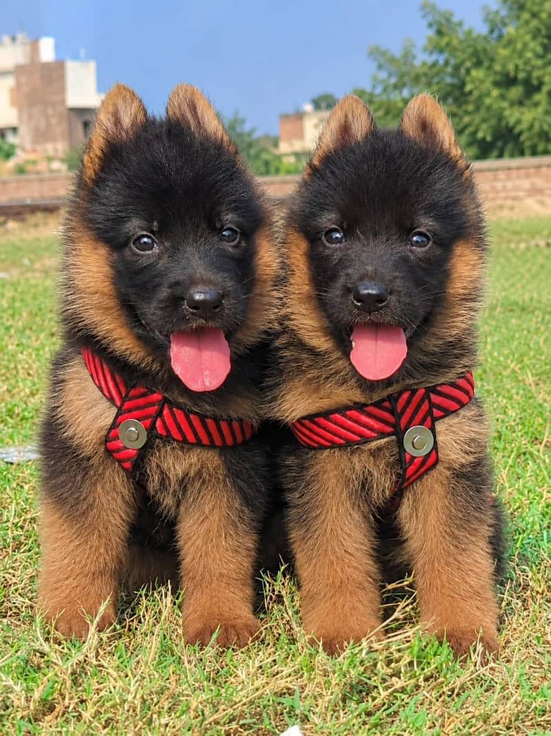 German shepherd long 2