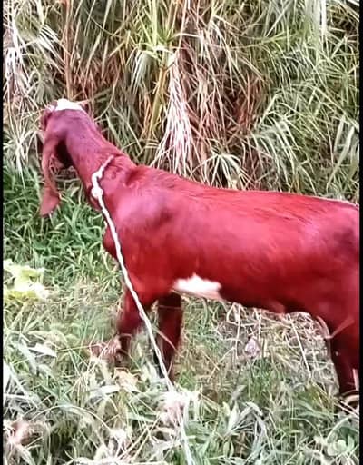 2 female pathiyaan hain . female goats