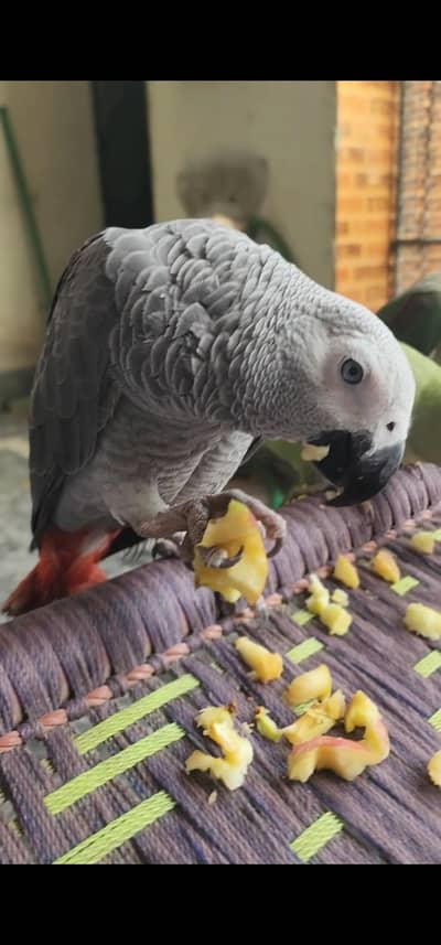 African Gray Patha Read add completely