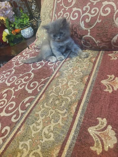 log out kittens