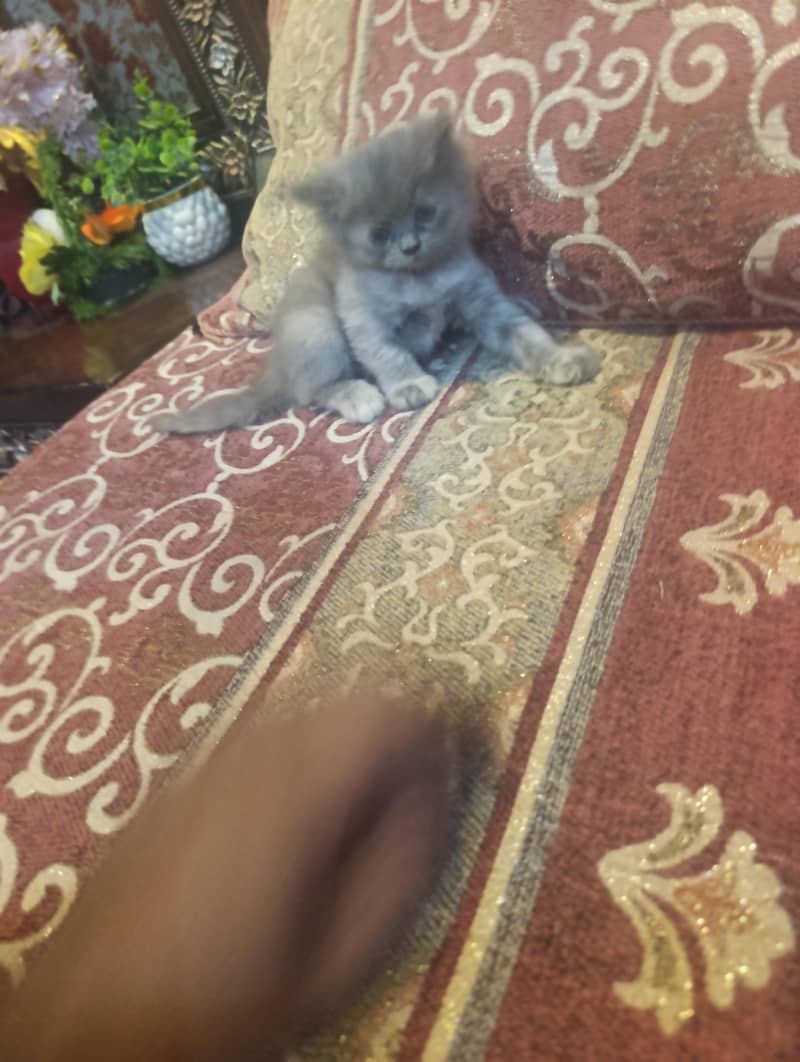log out kittens 1