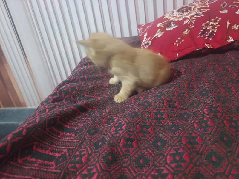 log out kittens 2