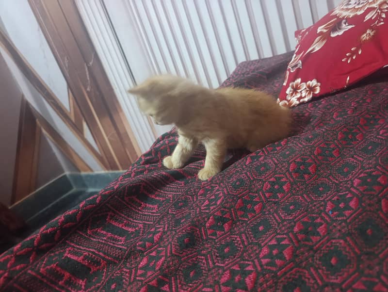 log out kittens 3