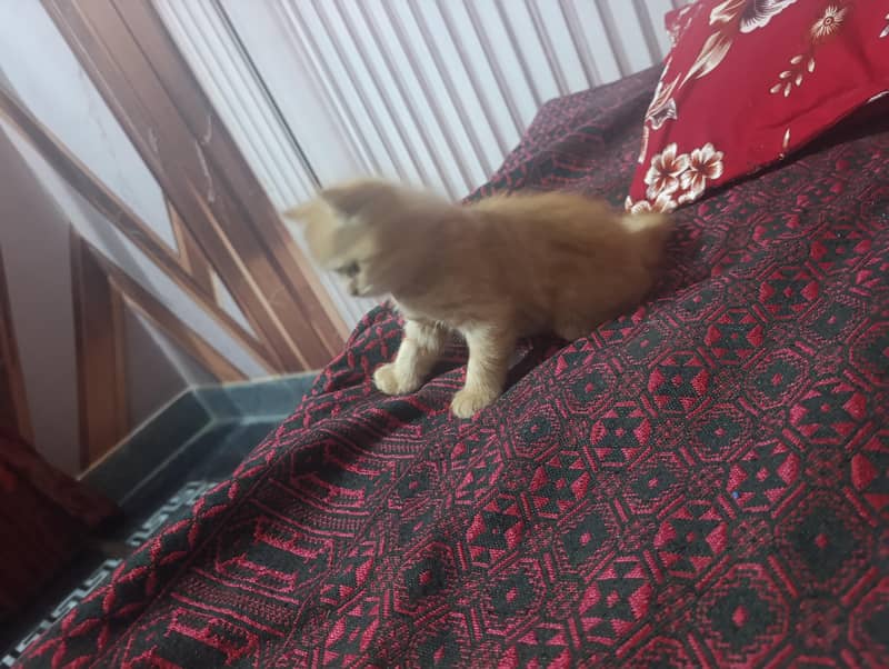 log out kittens 4