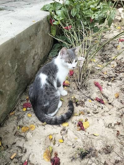 mixed breed litre trained male and female cats need caring home