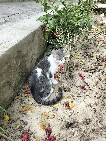 mixed breed litre trained male and female cats need caring home — photo 2