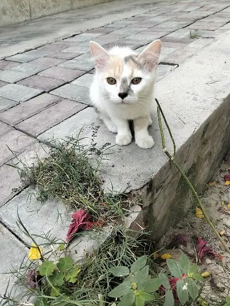 mixed breed litre trained male and female cats need caring home — photo 3