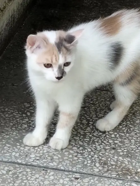 mixed breed litre trained male and female cats need caring home — photo 4