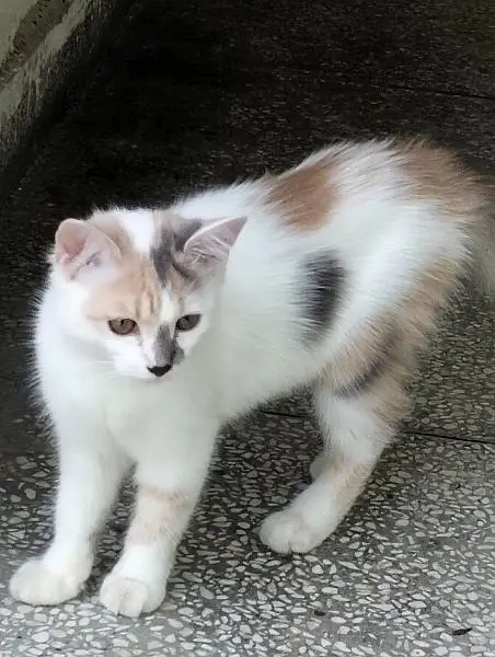 mixed breed litre trained male and female cats need caring home — photo 5