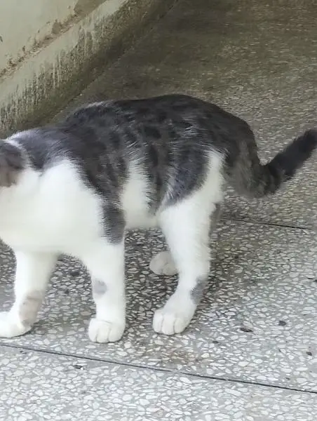 mixed breed litre trained male and female cats need caring home — photo 7