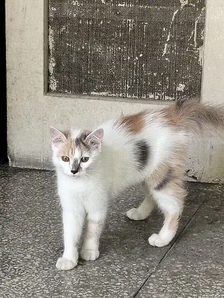 mixed breed litre trained male and female cats need caring home — photo 8