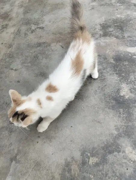 mixed breed litre trained male and female cats need caring home — photo 9