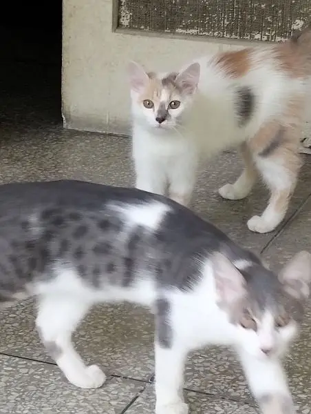 mixed breed litre trained male and female cats need caring home — photo 10
