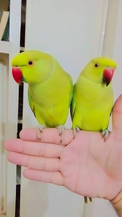 03435131048 Handtame Green parrots for sale