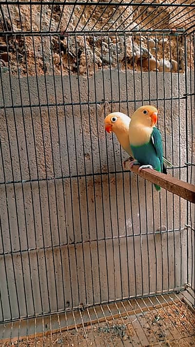 Love bird