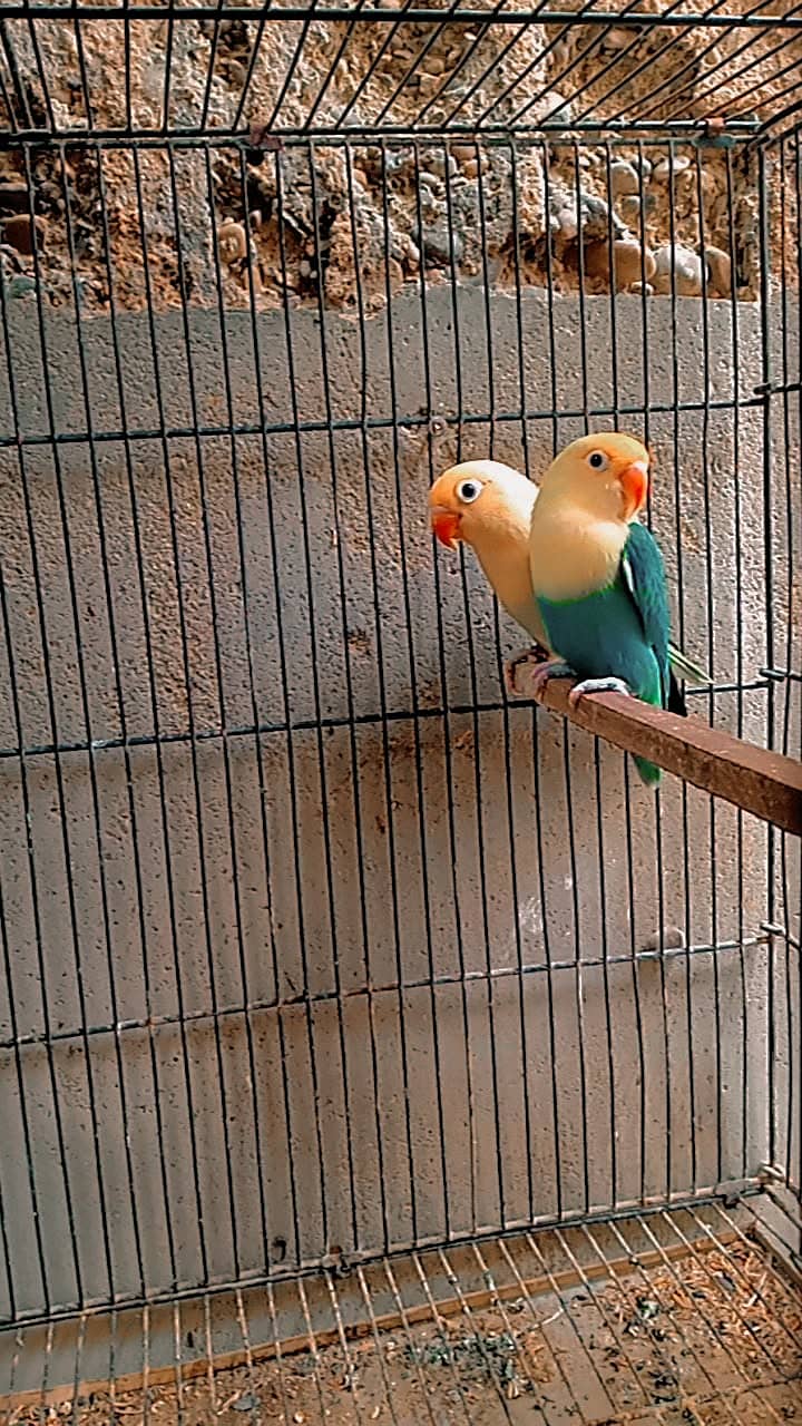 Love bird 0