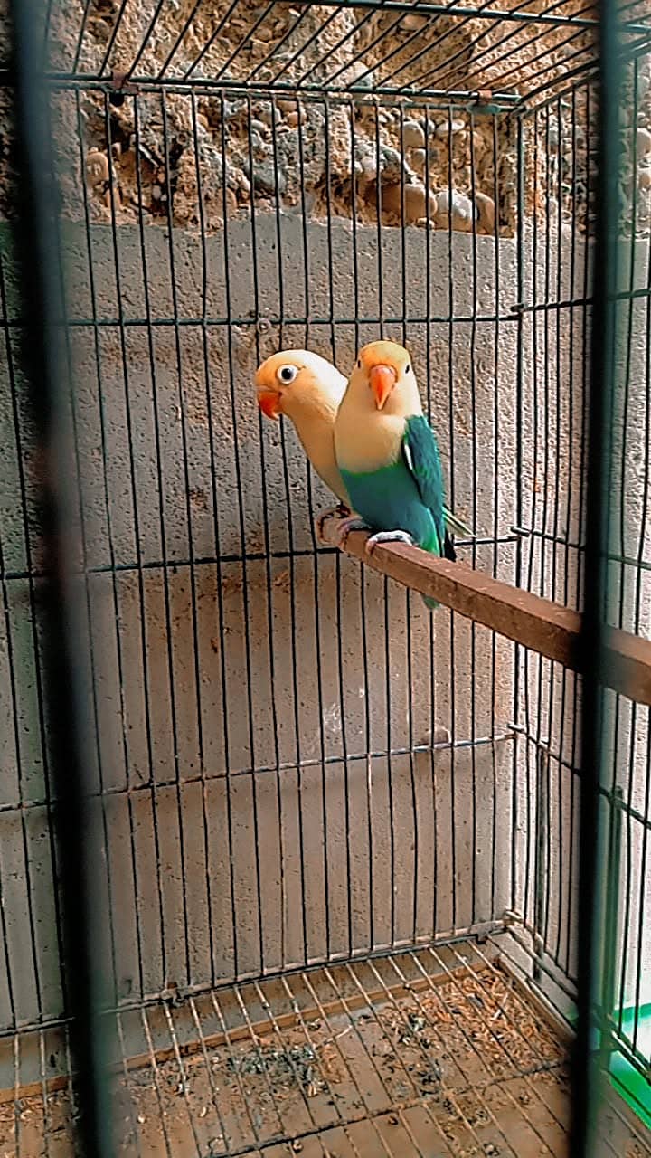 Love bird 1