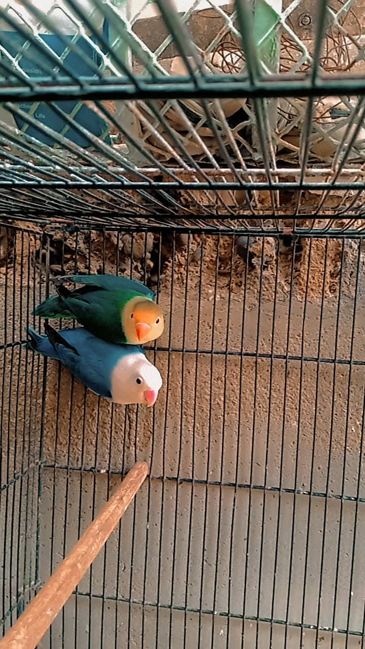 Love bird 2