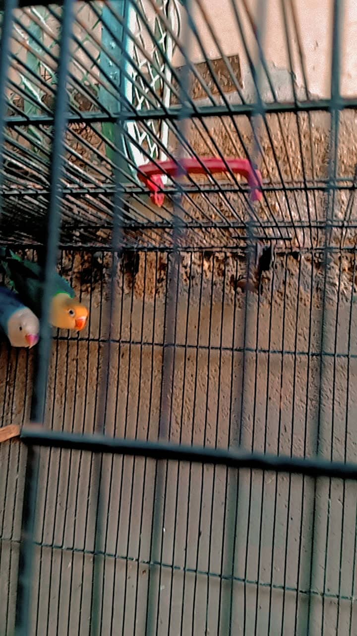 Love bird 3