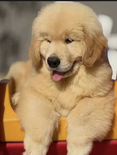 Golden retriever puppies 0330*540611*five