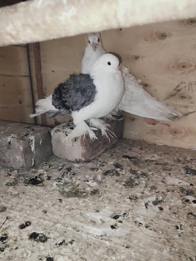 beautiful pair for sale breeder pair ha healthy and active