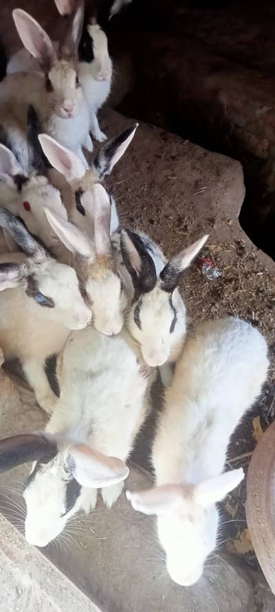male female available
