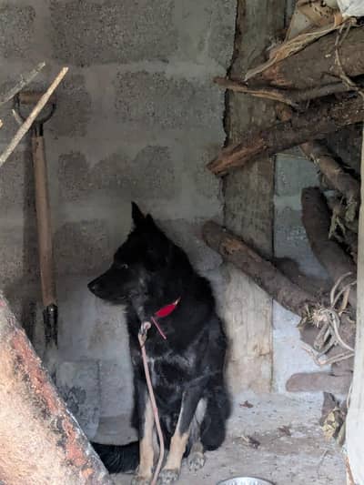 for sale dog