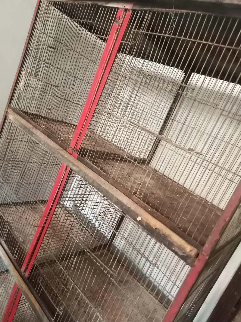 8 portion pinjra 4 cage 03125837770 call — photo 5