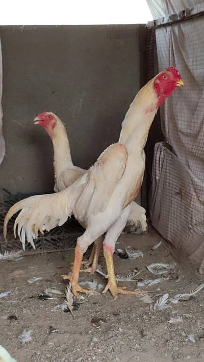 quality  shamos breeder pairs and chicks available