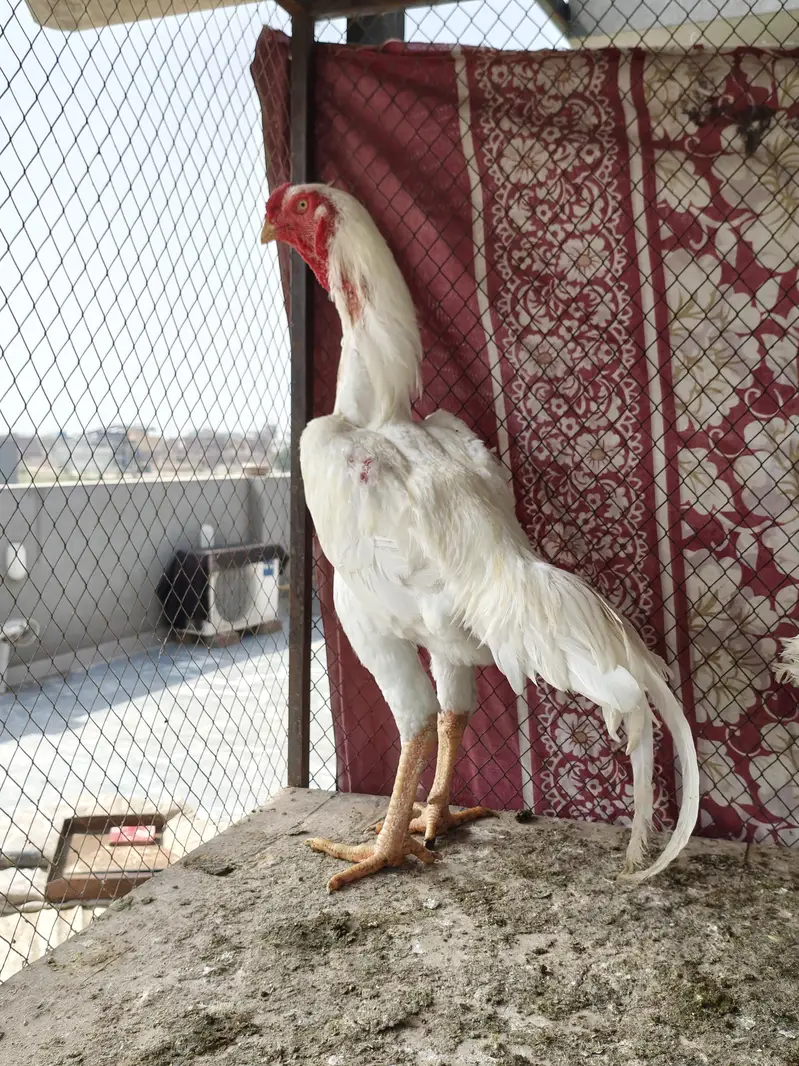 quality  shamos breeder pairs and chicks available — photo 2