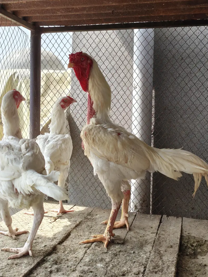 quality  shamos breeder pairs and chicks available — photo 3
