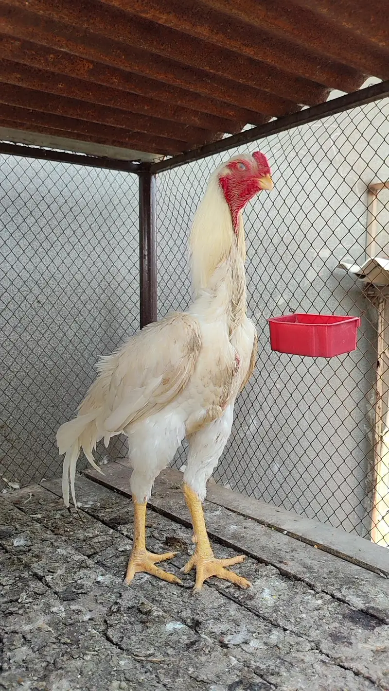quality  shamos breeder pairs and chicks available — photo 4