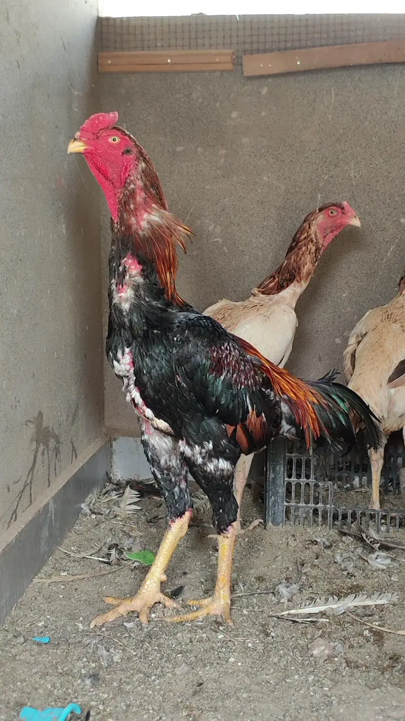 quality  shamos breeder pairs and chicks available — photo 5