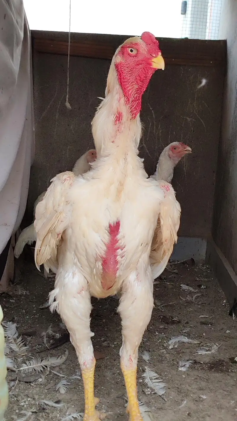 quality  shamos breeder pairs and chicks available — photo 6