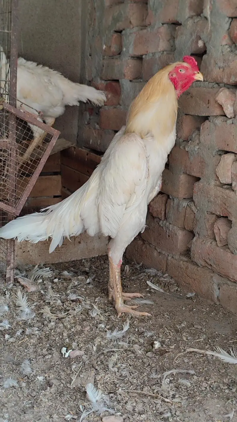 quality  shamos breeder pairs and chicks available — photo 7