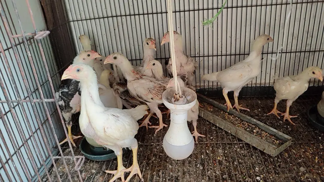 quality  shamos breeder pairs and chicks available — photo 8