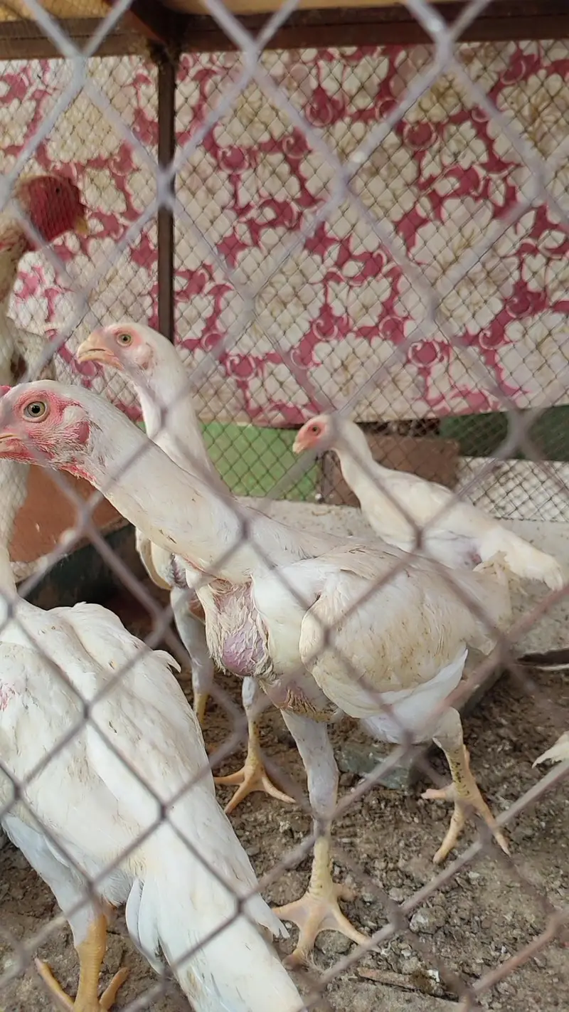 quality  shamos breeder pairs and chicks available — photo 9