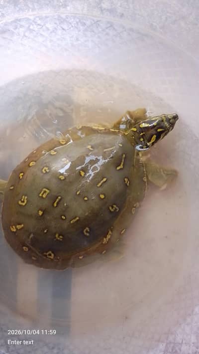 peacock designed shell | softshell turtle