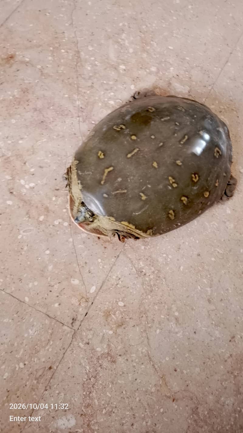 peacock designed shell | softshell turtle 1