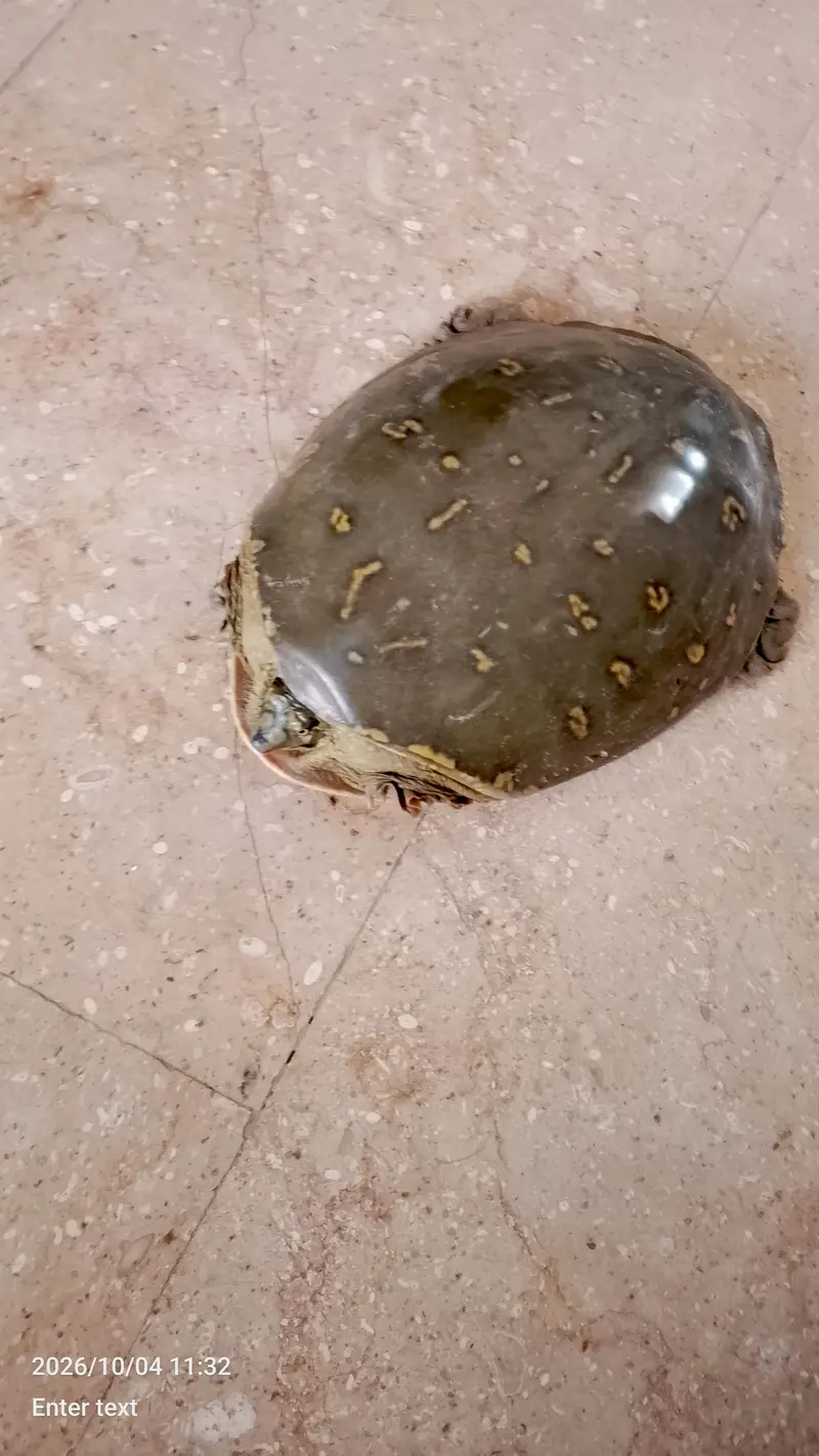 peacock designed shell | softshell turtle — photo 2
