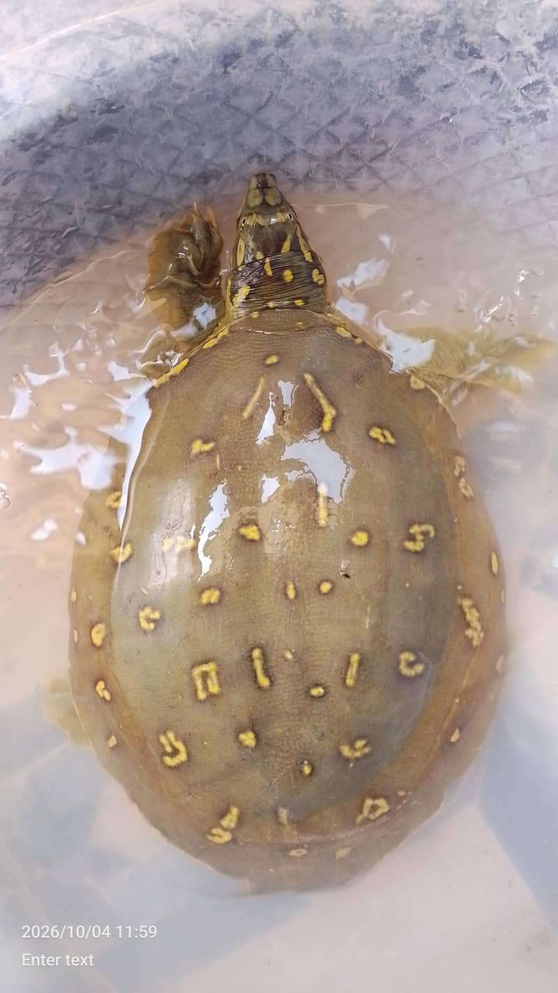 peacock designed shell | softshell turtle 2