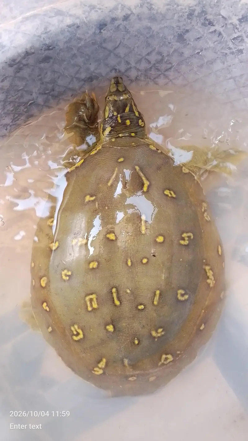 peacock designed shell | softshell turtle — photo 3