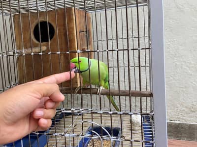 Ringnick male parrot 03171482760