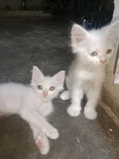 Two cat baby