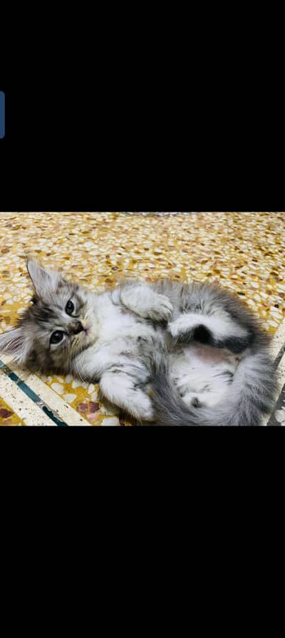 Persian kitten