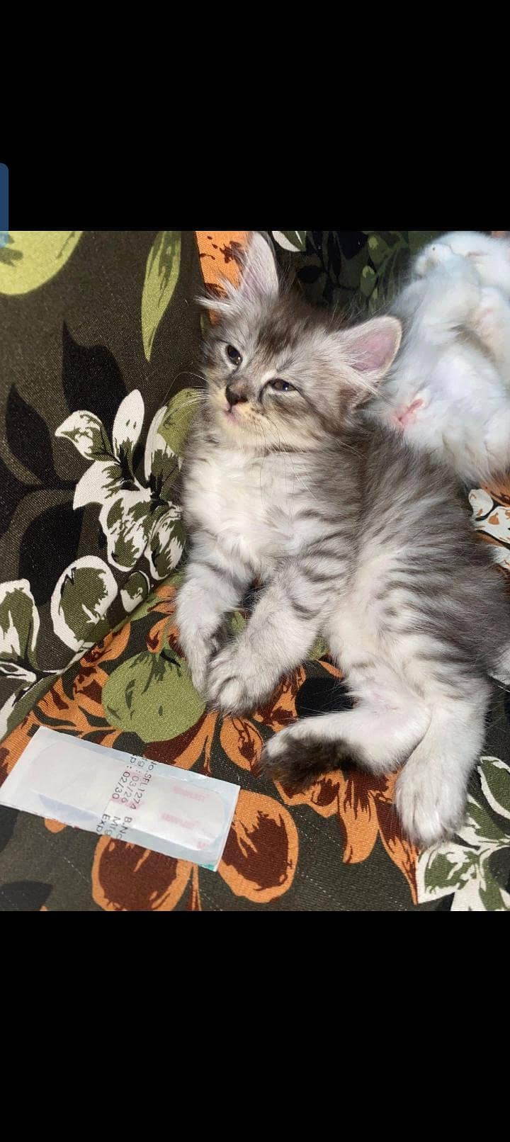 Persian kitten 1